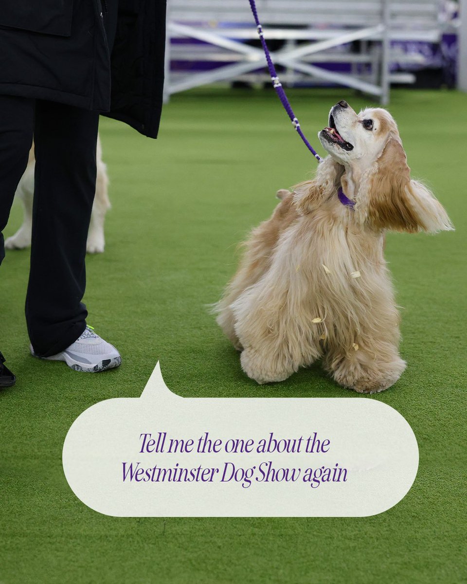 We love a Westminster Dog Show story. Tell us about one of your favorite moments from this year’s show below. 👇