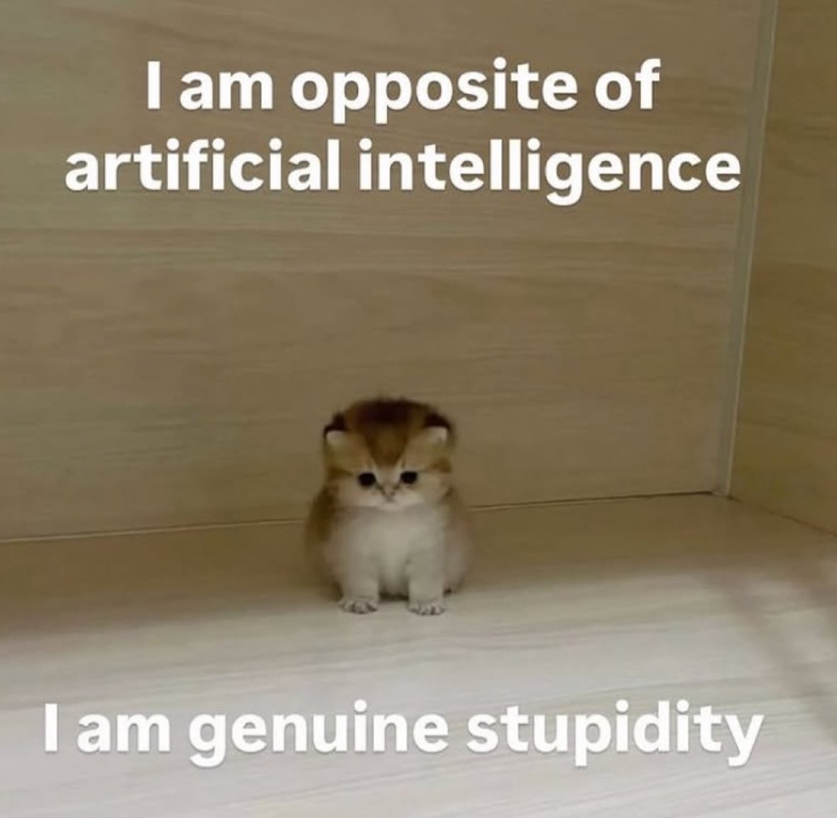 LiterallyMeCats (@literallymecats) on Twitter photo 