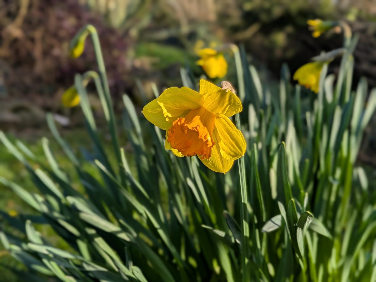 The daffs are beginning to bloom at the mill. We're open through May, and quite possibly into June. See the booking calendar on the website for availability (link in profile).
