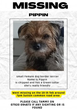 🆘19 FEB 2025 #Lost PIPPIN #ScanMe #BTPosse
Black And Tan Border Terrier Female
Sutton Common Road area #Sutton #Surrey #SM1 
doglost.co.uk/dog-blog.php?d…