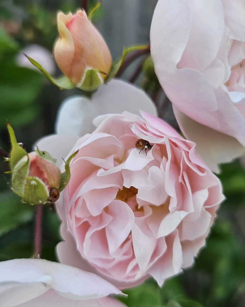 David Austin Roses (@daustinroses) on Twitter photo Add romance to your garden with The Lady of the Lake (Ausherbert), a graceful English Rambling Rose named after the mythical ruler of Avalon.
Ideal for trellises, arches or pillars, this elegant rose climbs to a height of 3–4m, making it perfect for transforming vertical spaces. Add romance to your garden with The Lady of the Lake (Ausherbert), a graceful English Rambling Rose named after the mythical ruler of Avalon.
Ideal for trellises, arches or pillars, this elegant rose climbs to a height of 3–4m, making it perfect for transforming vertical spaces.