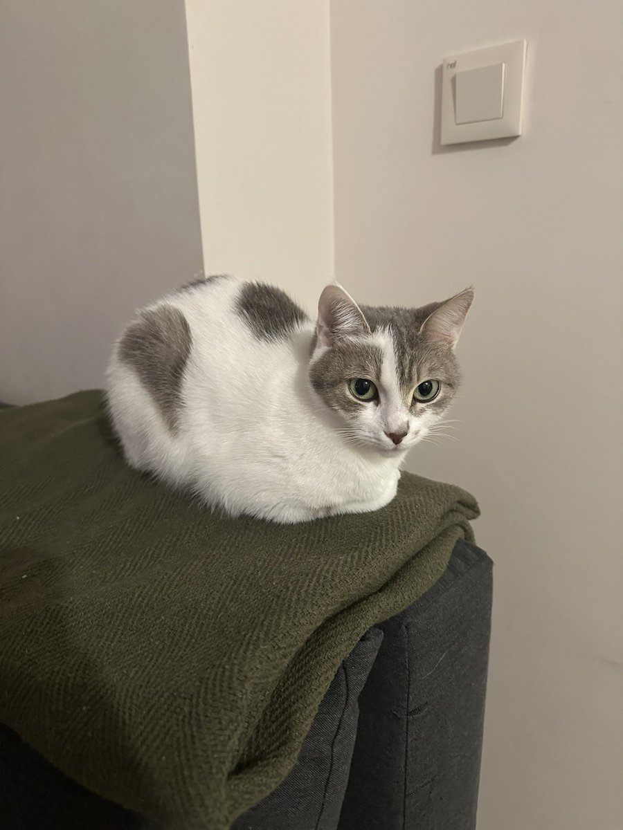 dostlar acilen kedime geçici (ne kadar olacağından emin değilim ama minimum 3 ay olur) yuva arıyorum ilgilenen yazsın lütfen tipleme şu