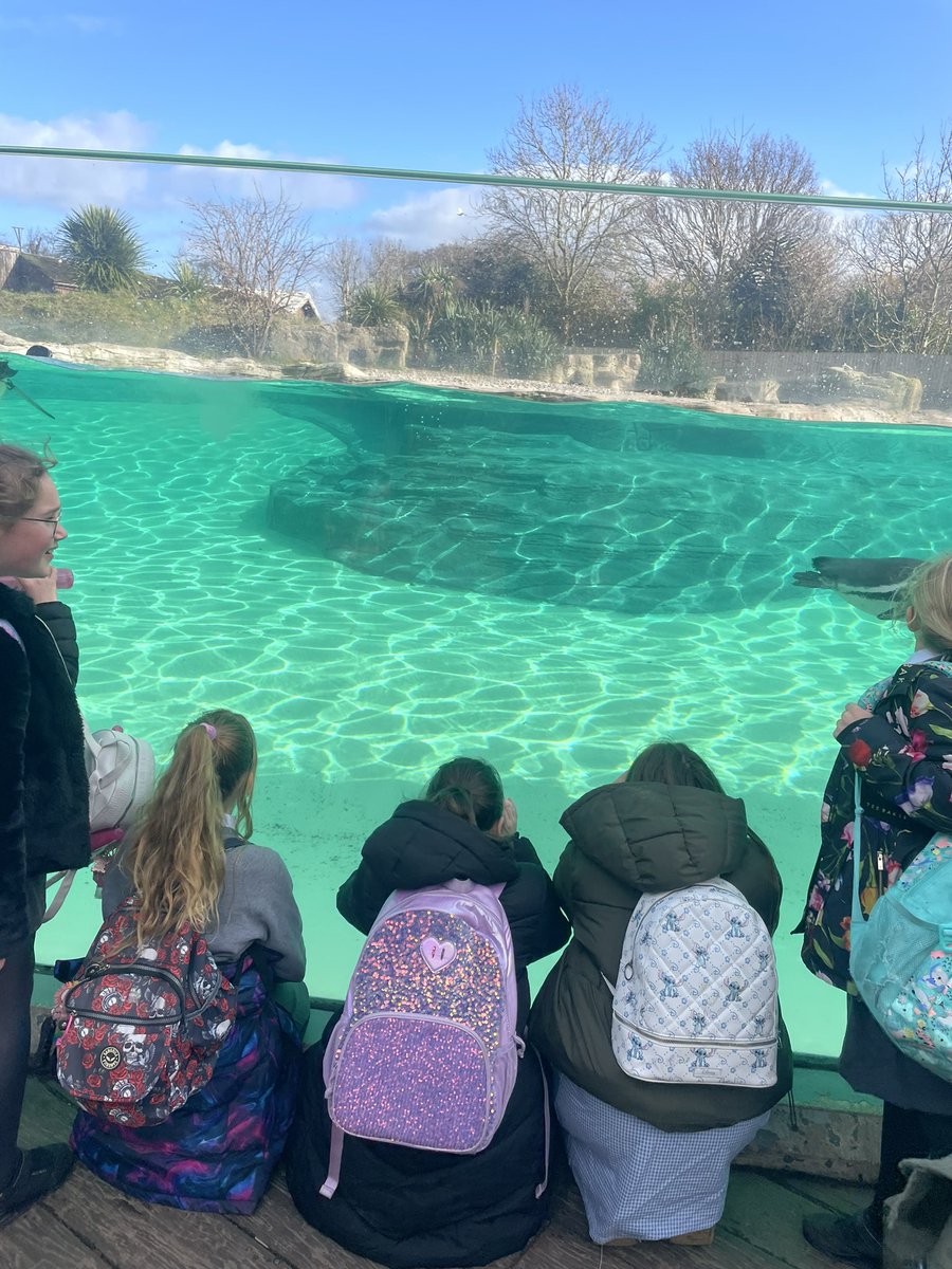 DeePointAriel's tweet photo. We loved the penguins and finding out more about the habitats at Chester Zoo. @DeePointPrimary https://t.co/pmme8PcCup