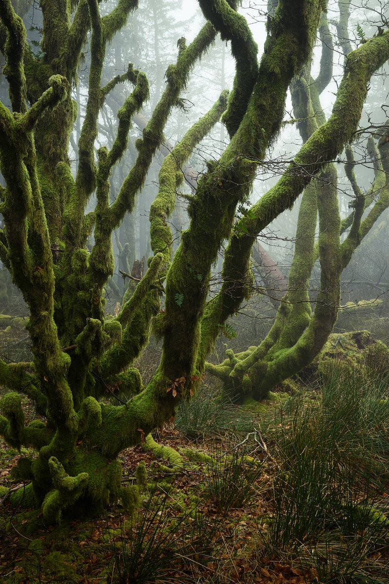 njburnell's tweet image. CREEP - A recent image from a Dartmoor woodland.