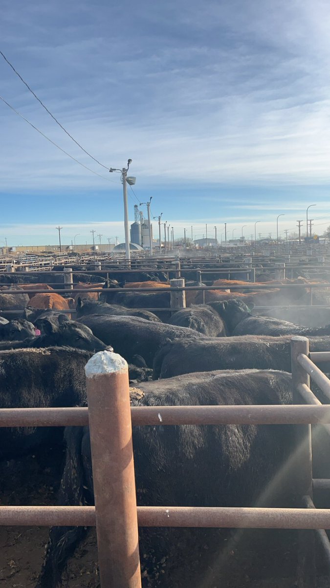 DylanRus's tweet image. 2,200 fats overnight and 6,000 feeders tomorrow