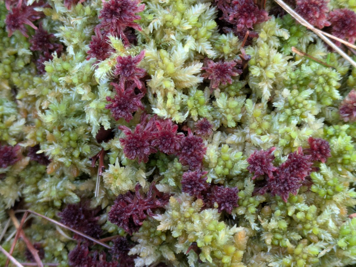 Manx Peat Partnership tweet media