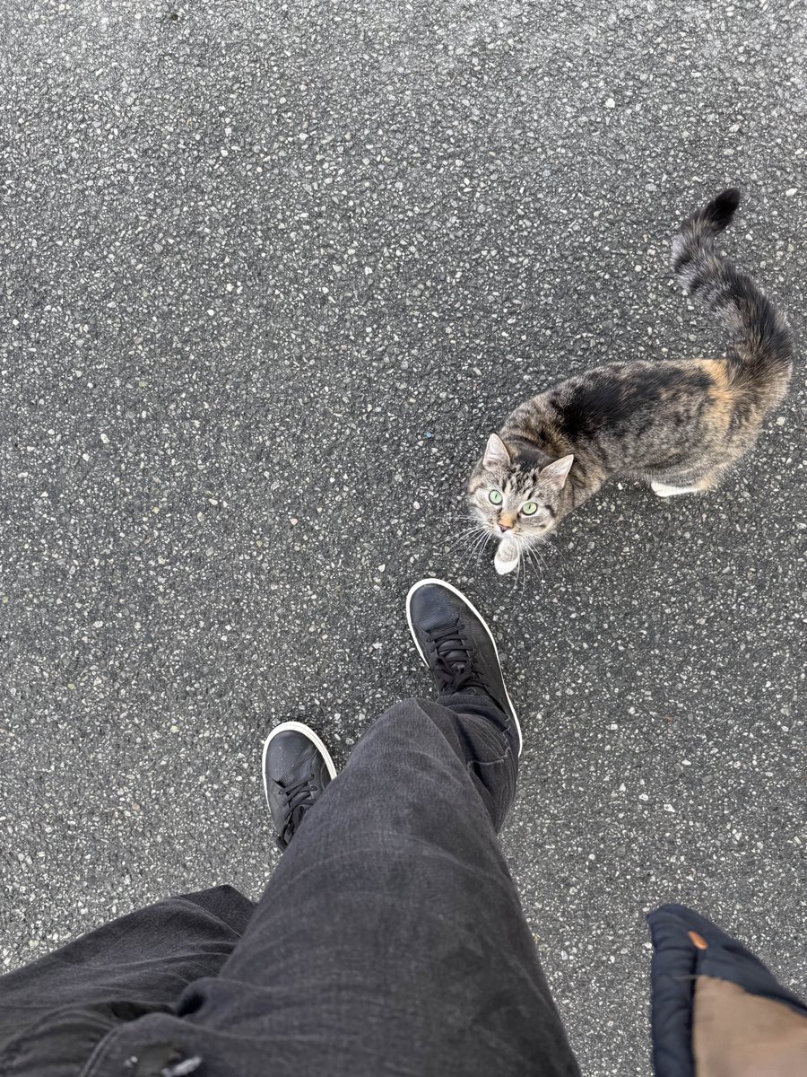 this cat kept following me around today