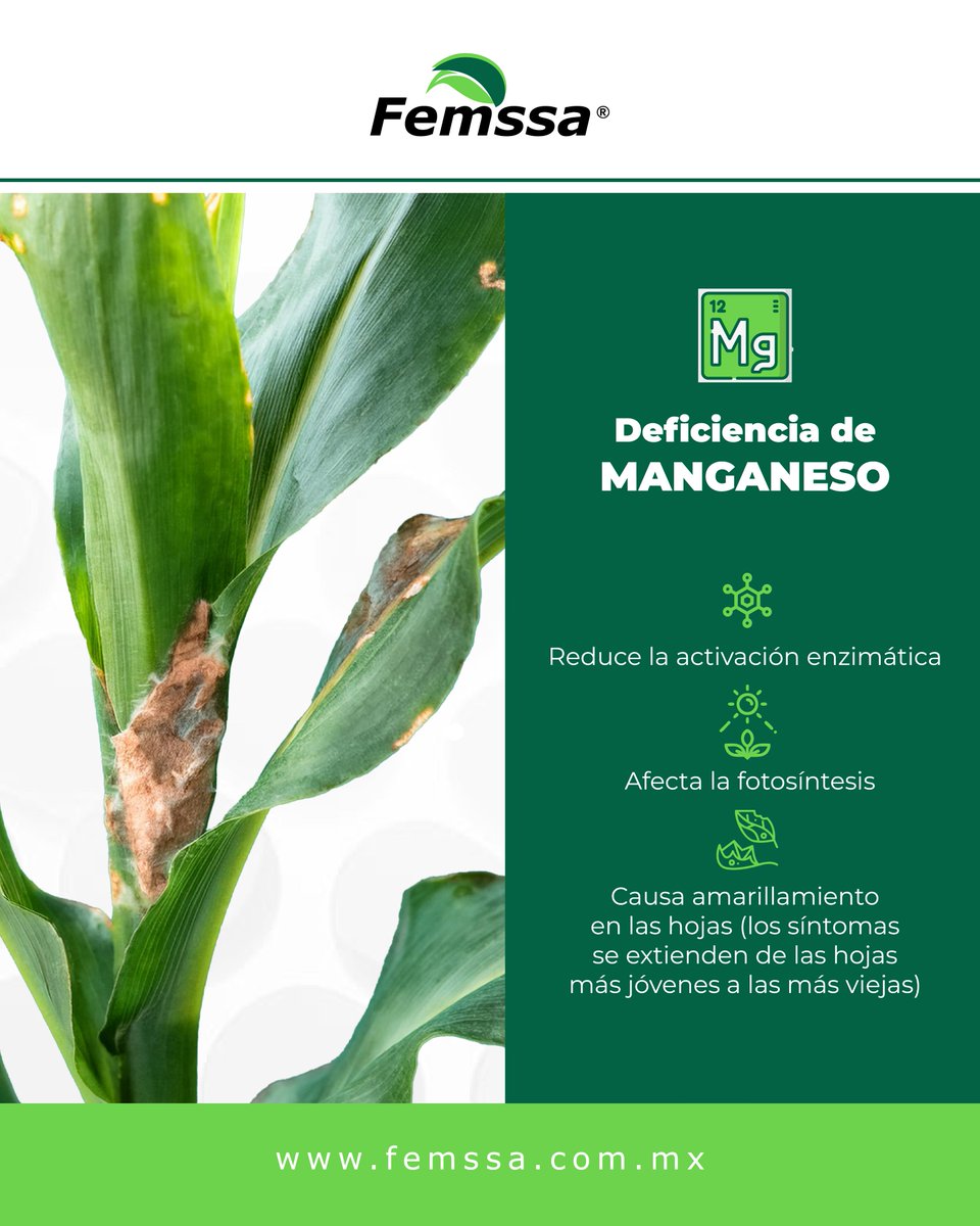La deficiencia de manganeso interrumpe la activación de enzimas esenciales, impactando la fotosíntesis y ralentizando el crecimiento de las plantas. 🌱

 ¡Actúa a tiempo! 

Corrige esta deficiencia con los productos de Femssa y mejora la salud de tus cultivos.