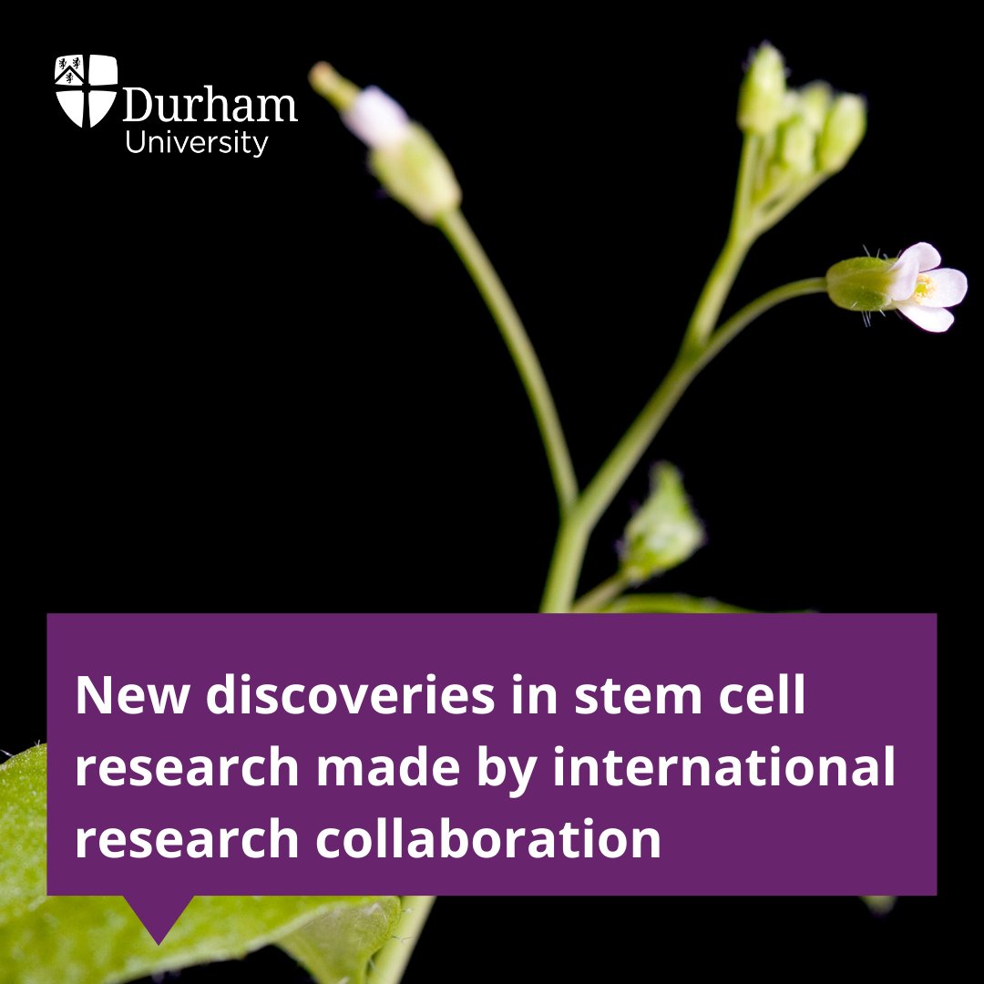 Durham University (@durham_uni) on Twitter photo Research involving Dr Peter Etchells <a href="/DurBiol/">Durham BioSciences</a> revealed the molecular factors that keeps plant stem cells active - potentially crucial for improving forest productivity and carbon capture. Read more 👉 brnw.ch/21wQWif
<a href="/helsinkiuni/">University of Helsinki</a> l @UtrechtUniversity l <a href="/ScienceMagazine/">Science Magazine</a> Research involving Dr Peter Etchells <a href="/DurBiol/">Durham BioSciences</a> revealed the molecular factors that keeps plant stem cells active - potentially crucial for improving forest productivity and carbon capture. Read more 👉 brnw.ch/21wQWif
<a href="/helsinkiuni/">University of Helsinki</a> l @UtrechtUniversity l <a href="/ScienceMagazine/">Science Magazine</a>