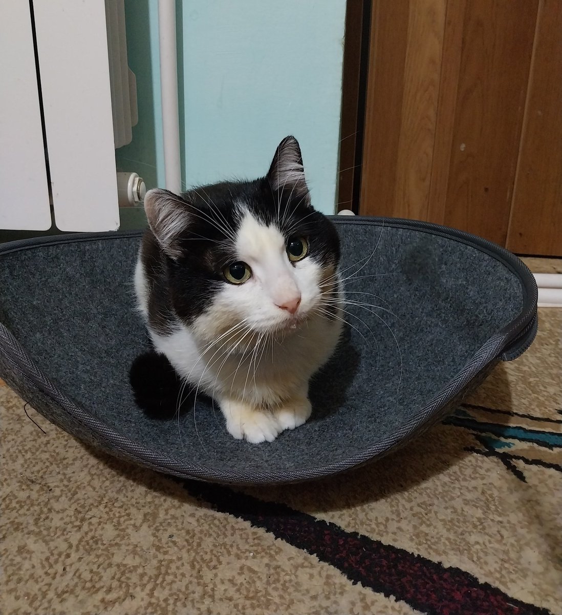 taeddyxx's tweet photo. today's my baby boy's last day on earth https://t.co/FBb3yuRbpH