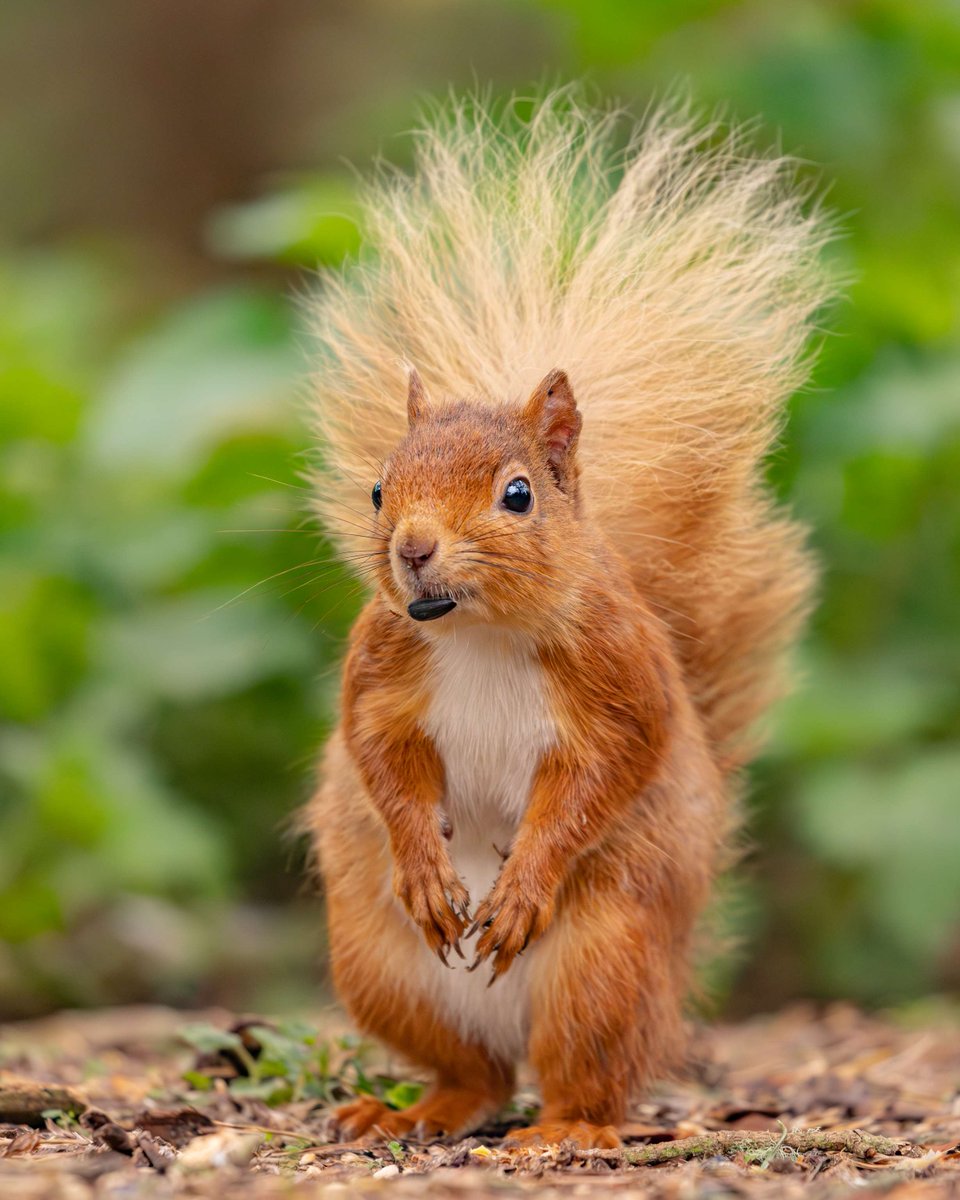Red Squirrels are nearly always alert - this is great for watchers and photographers as this usually means it’s possible to get clear views of their faces between nibbles!

by <a href="/beccaonthewing/">Rebecca Gibson</a>

#SeeNature #RedSquirrel #WildlifePhotography #BritishWildlife