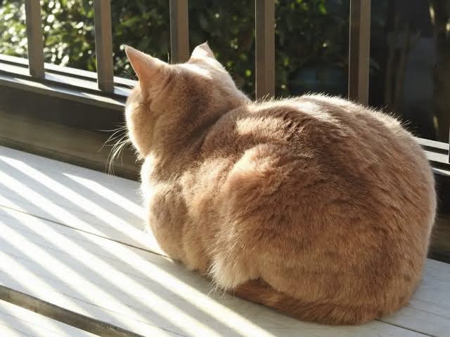 完全一致で禿げた