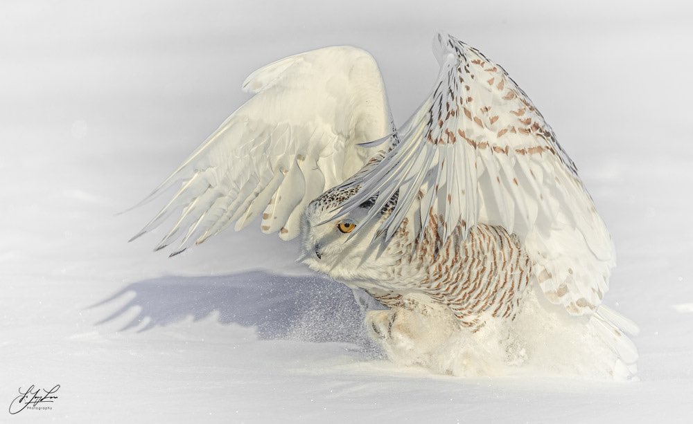 Catch! 

I was so excited to capture this beautiful Snowy Owl in the midst of its hunt.
In Quebec.