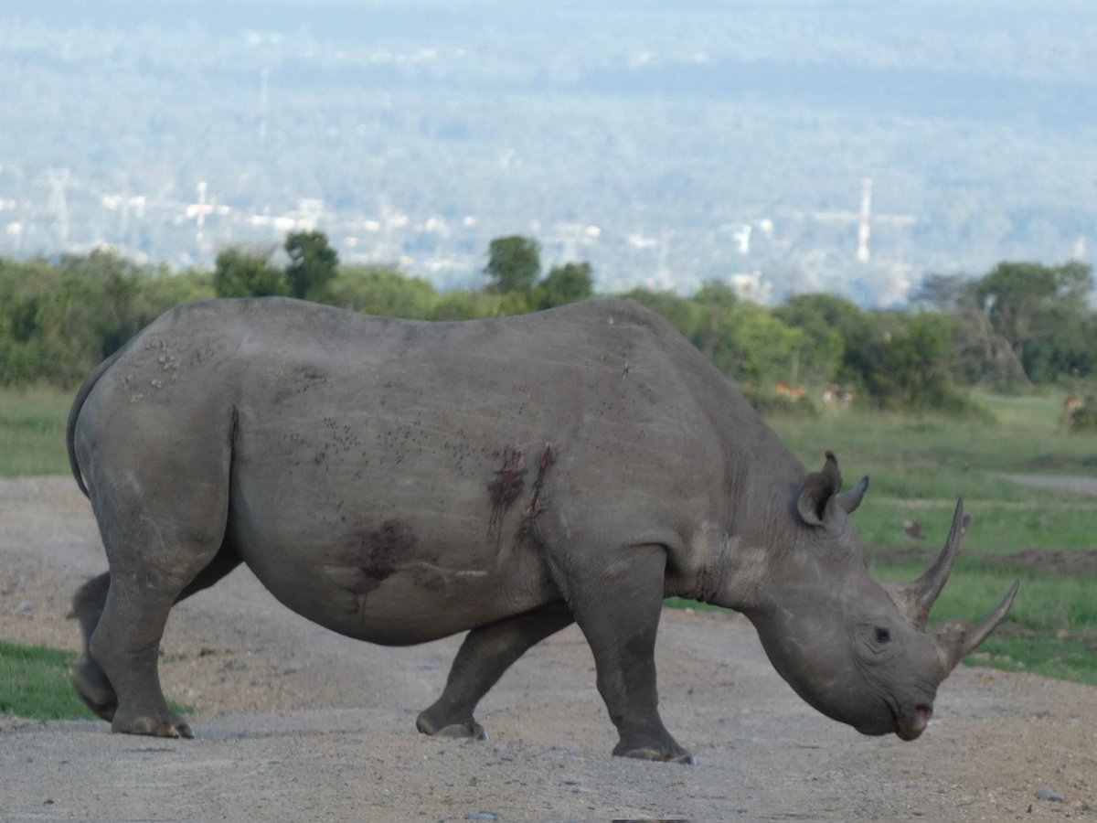 Black Rhinos have thick but sensitive skin and can get sunburn. Therefore, they spend most of the day in the shade, feeding (browsing not grazing) mainly in the mornings and evenings.

#blackrhino #rhino #wildlife #conservation #safarinavigatorclub