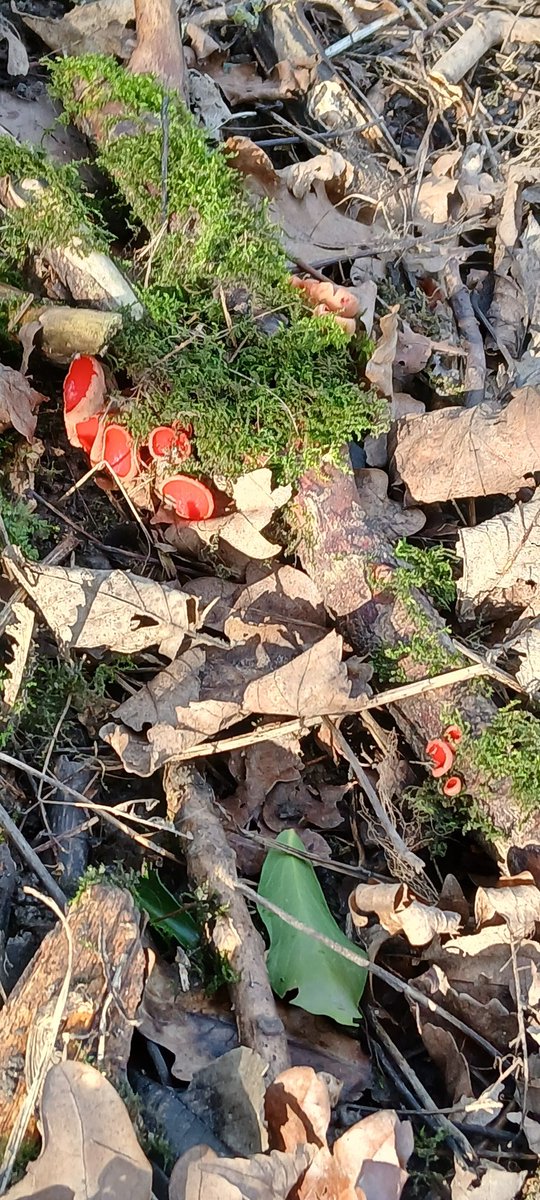 Adding some new species saplings at a business park woodland, Bridgehead, Hessle. Found these scarlet elf cups on the dead wood of the woodland floor. <a href="/Wykeland/">Wykeland Group</a> <a href="/YorksWildlife/">Yorkshire Wildlife Trust - follow us on Bluesky 🦋</a>