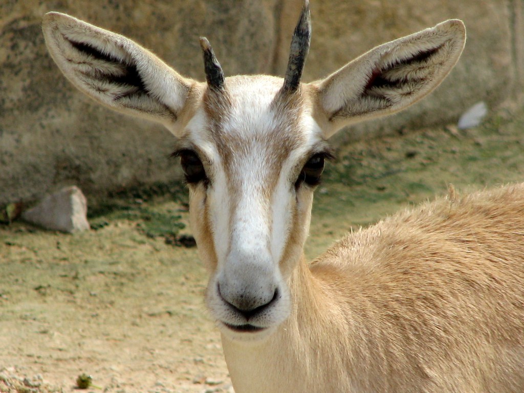 Arabian sand gazelle
Scientific name: Gazella marica
The Arabian sand gazelle or rheem is a species of gazelle native to the Middle East, specifically the Arabian and Syrian Deserts. The total population of wild sand gazelles is thought to be less than 3,000.

Today it survives