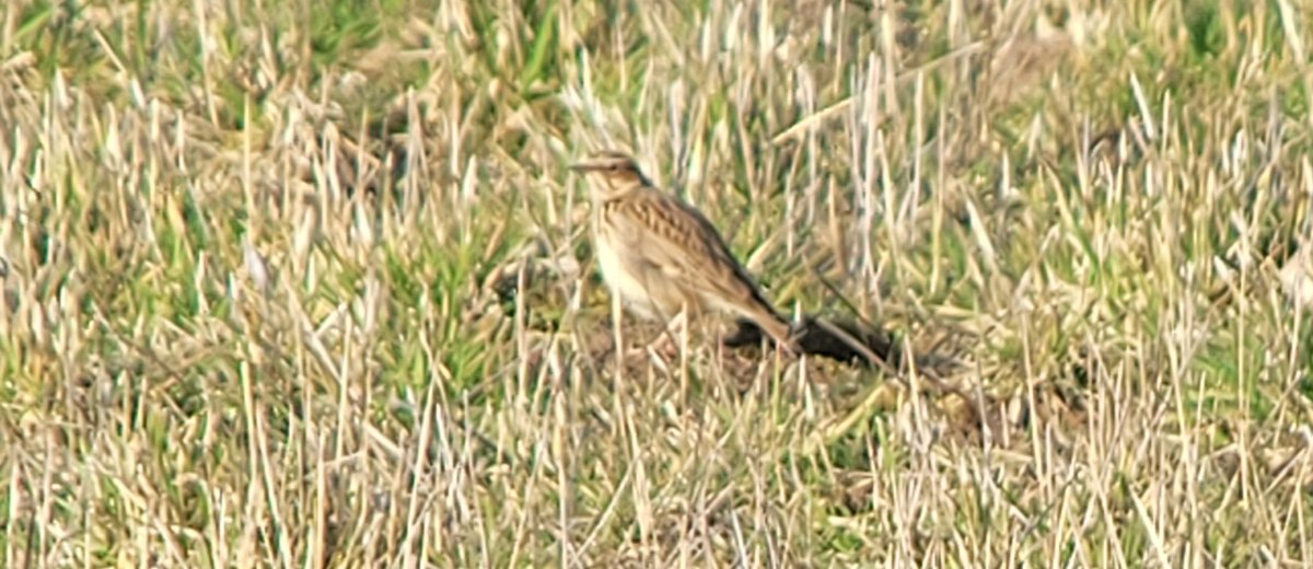 LinfordBirder's tweet photo. So good to find a pair of Woodlark on one of my boyhood birding N.Lincs patches. https://t.co/vuHl7Djo73