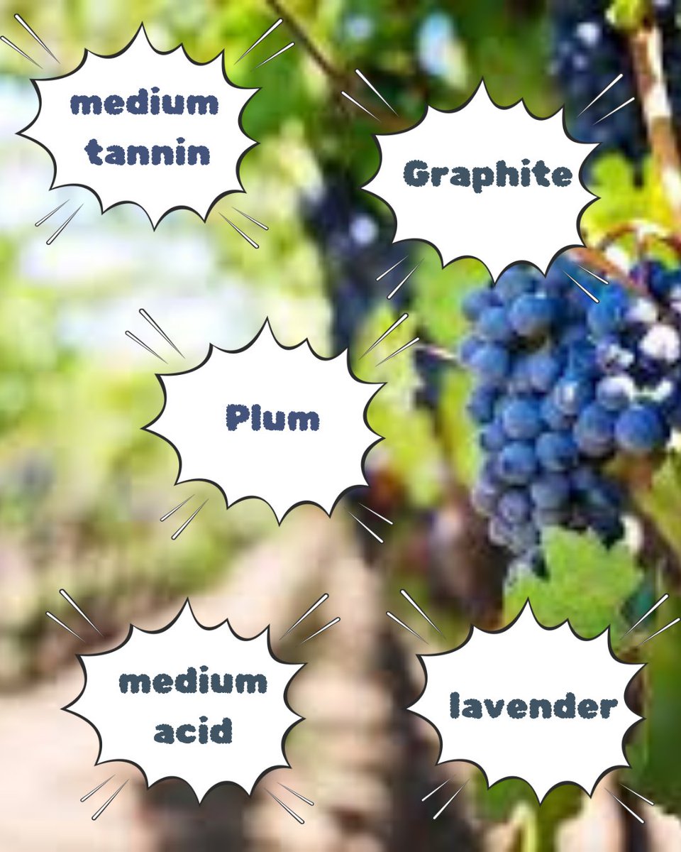 Cabernet Franc: the unsung hero of wine. 🍇 Its elegance and versatility are unmatched! Try one and thank me later. 🥂 What's your favorite Cab Franc? #CabernetFranc #UnsungHero #WineLovers #WineEducation #WineTasting  #TryCabFranc #ThankMeLater #WineCommunity #WineTime