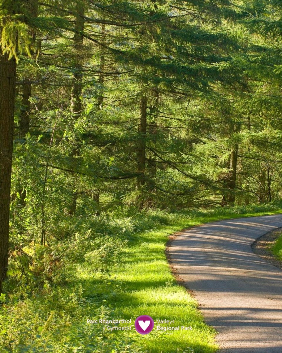LoveTheValleys's tweet photo. Dyma gipolwg cyflym ar sut y bydd fforest hudolus Cwmcarn yn trawsnewid dros y misoedd nesaf — helo gwyrddni 💚😍

Mae #PyrthDarganfod Parc Rhanbarthol y Cymoedd yn hafan go iawn ar gyfer natur a chymunedau lleol fel ei gilydd 🙌 https://t.co/q03gQj8iz0