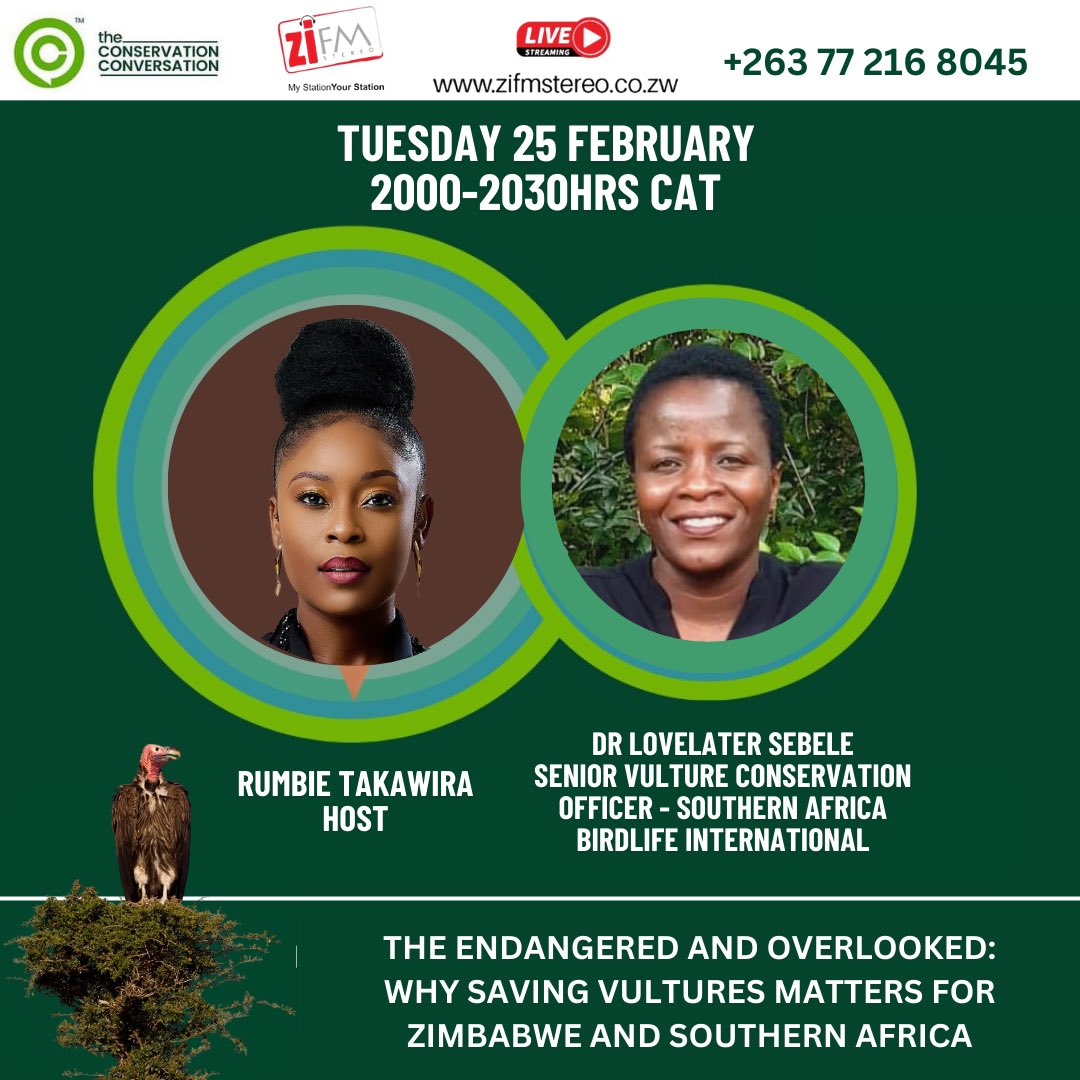 Rumbie Takawira (@newsbae) on Twitter photo Findings from BirdLife International <a href="/birdlifezim/">BirdLife Zimbabwe</a> state that the demand for vultures in traditional medicine is a major threat, with up to 29% of recorded vulture deaths in Africa linked to belief-based use. Some species have declined by over 90% in the last 50 years. Findings from BirdLife International <a href="/birdlifezim/">BirdLife Zimbabwe</a> state that the demand for vultures in traditional medicine is a major threat, with up to 29% of recorded vulture deaths in Africa linked to belief-based use. Some species have declined by over 90% in the last 50 years.