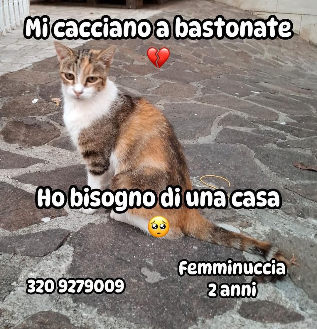 HA BISOGNO DI UNA VERA CASA 
SVERMINATA, VACCINATA E STERILIZZATA
DALLA CAMPANIA VI RAGGIUNGE AL CENTRO E NORD ITALIA PER BUONA ADOZIONE
SALVATELA DA UNA VITA DI STRADA CHIAMANDO O MANDANDO UN MESSAGGIO WHATSAPP A SABRINA
320 927 9009