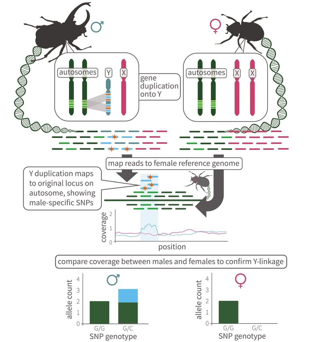 Evolution Letters (@evolletters) on Twitter photo Hiding in plain sight: the Y chromosome and its reinvigorated role in evolutionary processes
doi.org/10.1093/evlett…
Now in <a href="/EvolLetters/">Evolution Letters</a> by Wouter van der Bijl and <a href="/judithmank/">Judith Mank</a>.
📷: <a href="/jacejostles/">jacelyn</a> Hiding in plain sight: the Y chromosome and its reinvigorated role in evolutionary processes
doi.org/10.1093/evlett…
Now in <a href="/EvolLetters/">Evolution Letters</a> by Wouter van der Bijl and <a href="/judithmank/">Judith Mank</a>.
📷: <a href="/jacejostles/">jacelyn</a>