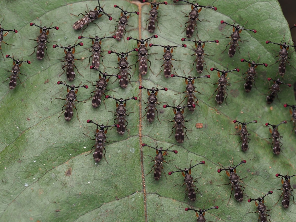 In India, abhiapc saw this group of Teleopsis sykesii stalk-eyed flies and it's our more-than-#TwoferTuesday Observation of the Day!

More details at: inaturalist.org/observations/2…