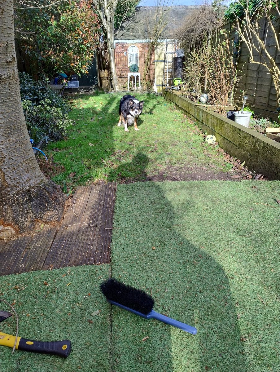Darren_Tink_'s tweet photo. The assistant gardener isn't helping much, she's playing throw it, all day. https://t.co/KIIs4gOtVI