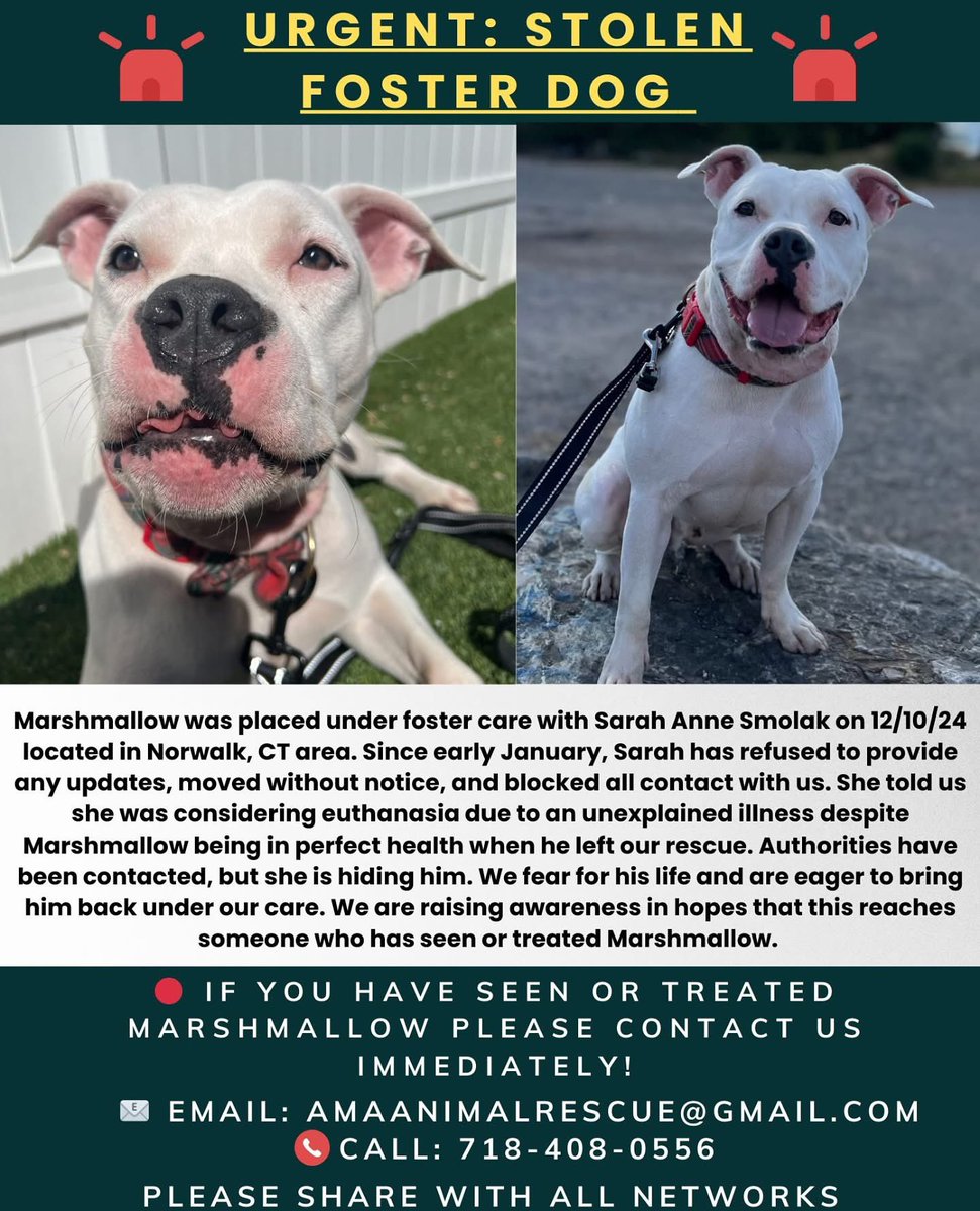 🚨 Urgent: Help Us Find Marshmallow! 🚨

We placed Marshmallow in a foster home in December, believing he was in safe hands. The woman fostering him came highly recommended, passed reference checks, and even expressed interest in adopting him. For the first two weeks, she