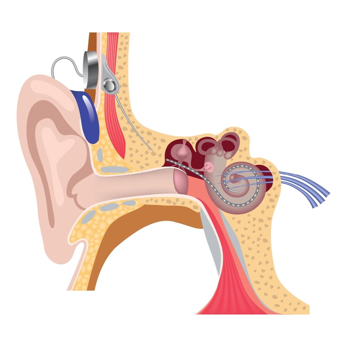 CaptContributor's tweet photo. Check out this info on hearing loss—what causes it, how you can find support, and tips on saving money when buying hearing aids. https://t.co/Wz0xZzIoOr https://t.co/H4lO2jfZRu