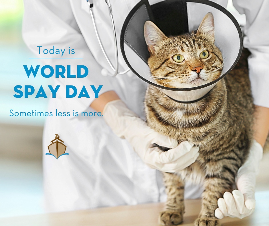 On World Spay Day, we raise awareness about the importance of spaying and neutering pets. This simple procedure helps control the pet population, reduce the number of animals in shelters, and improve your pet's health and behavior. Join us in promoting responsible pet ownership.