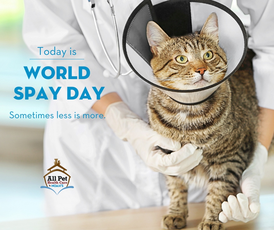 On World Spay Day, we raise awareness about the importance of spaying and neutering pets. This simple procedure helps control the pet population, reduce the number of animals in shelters, and improve your pet's health and behavior. Join us in promoting responsible pet ownership.