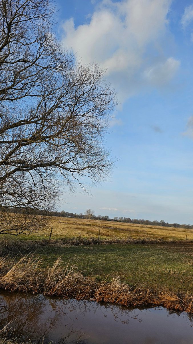 Noch kein Frühling in den
#Wümmewiesen