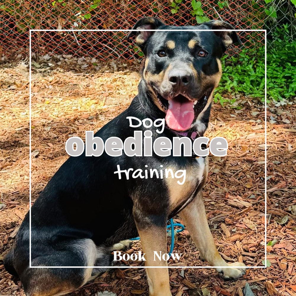 Dogcrewllc's tweet photo. Does your dog need a refresher on manners? Our dog obedience training reinforces good behavior and builds new skills. Contact us to get started! #DogObedienceTraining #DogCrew
https://t.co/oFwhXjJ5bn https://t.co/sAAHHWrcaf