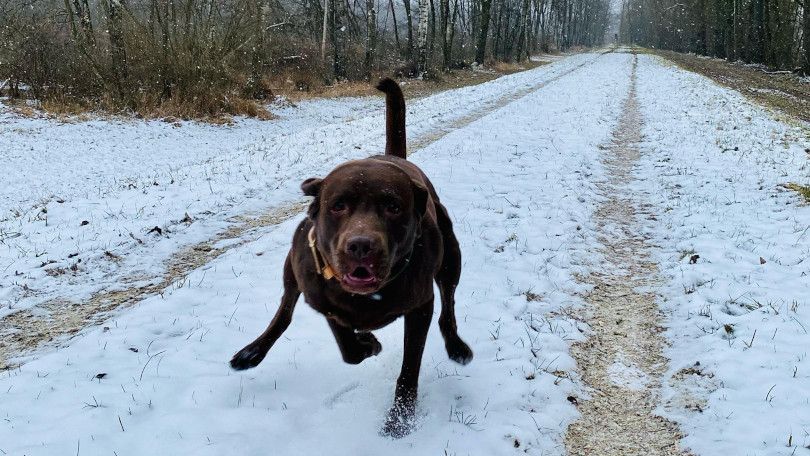 Monika Schulze tweet media