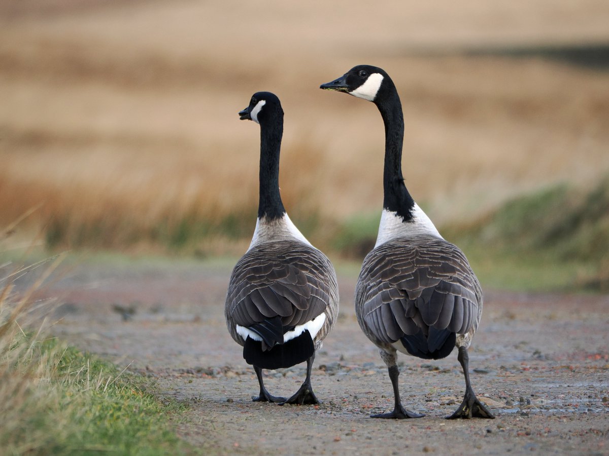 Good to see the Canada geese pairing off on Rishworth Moor. #ThePhotoHour #wildlife #NaturePhotography #birdphotography