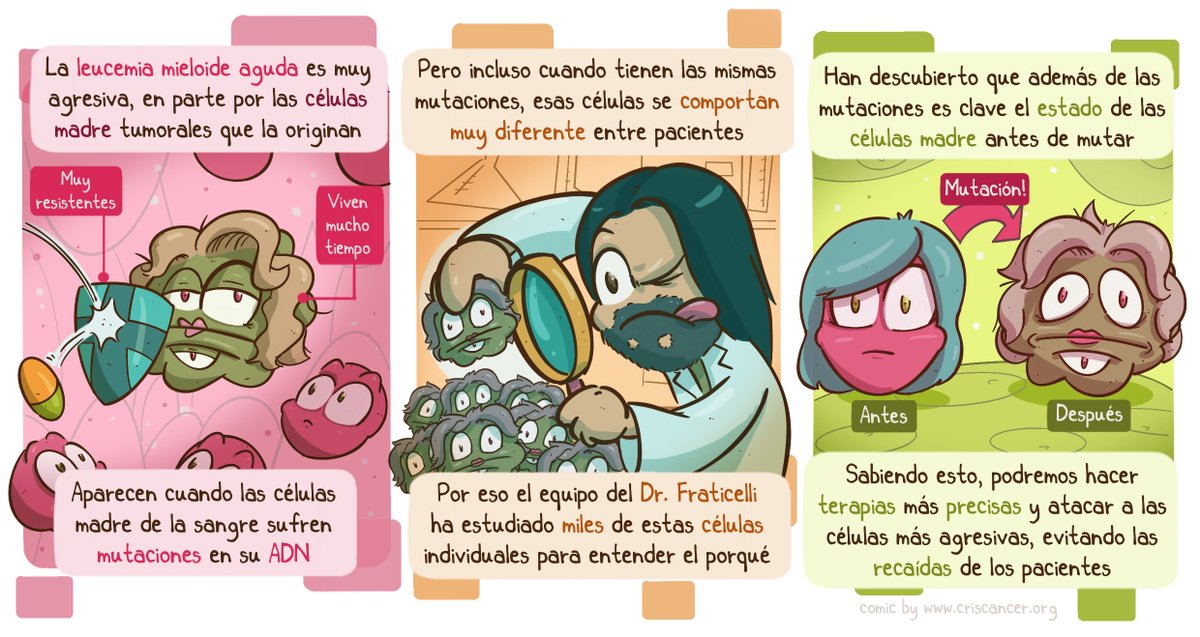 CRIS contra el cáncer (@criscancer) on Twitter photo 🔴¿Por qué dos personas con la misma mutación desarrollan leucemias diferentes?
El equipo de <a href="/AlejoFraticelli/">Alejo Rodriguez-Fraticelli, PhD</a> en <a href="/IRBBarcelona/">IRB Barcelona</a> lo ha descubierto gracias a STRACK, una técnica que rastrea el comportamiento de las células antes y después de mutar.
¡Te lo contamos!👇 🔴¿Por qué dos personas con la misma mutación desarrollan leucemias diferentes?
El equipo de <a href="/AlejoFraticelli/">Alejo Rodriguez-Fraticelli, PhD</a> en <a href="/IRBBarcelona/">IRB Barcelona</a> lo ha descubierto gracias a STRACK, una técnica que rastrea el comportamiento de las células antes y después de mutar.
¡Te lo contamos!👇