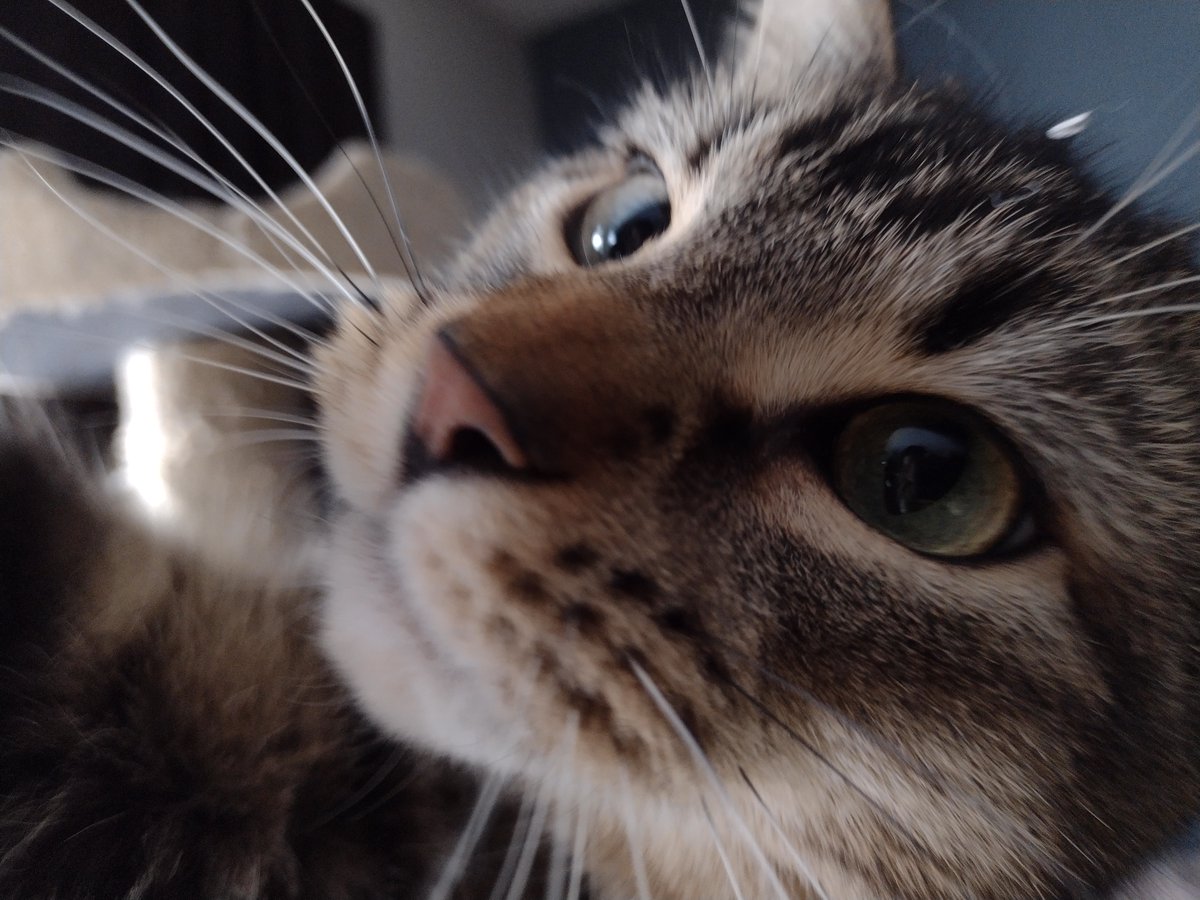 Figgy, me, we go outside
Figgy spot a bunny
Figgy like da bunny
Figgy sneek to bunny
Figgy wach da bunny

Figgy pounce, da bunny runs
Figgy miss da bunny
Figgy wach da bunny run
Figgy sad da bunny go

#SillyFiggy #Bunny #DaBunnyBiggerDenFiggy #FinHabSnak