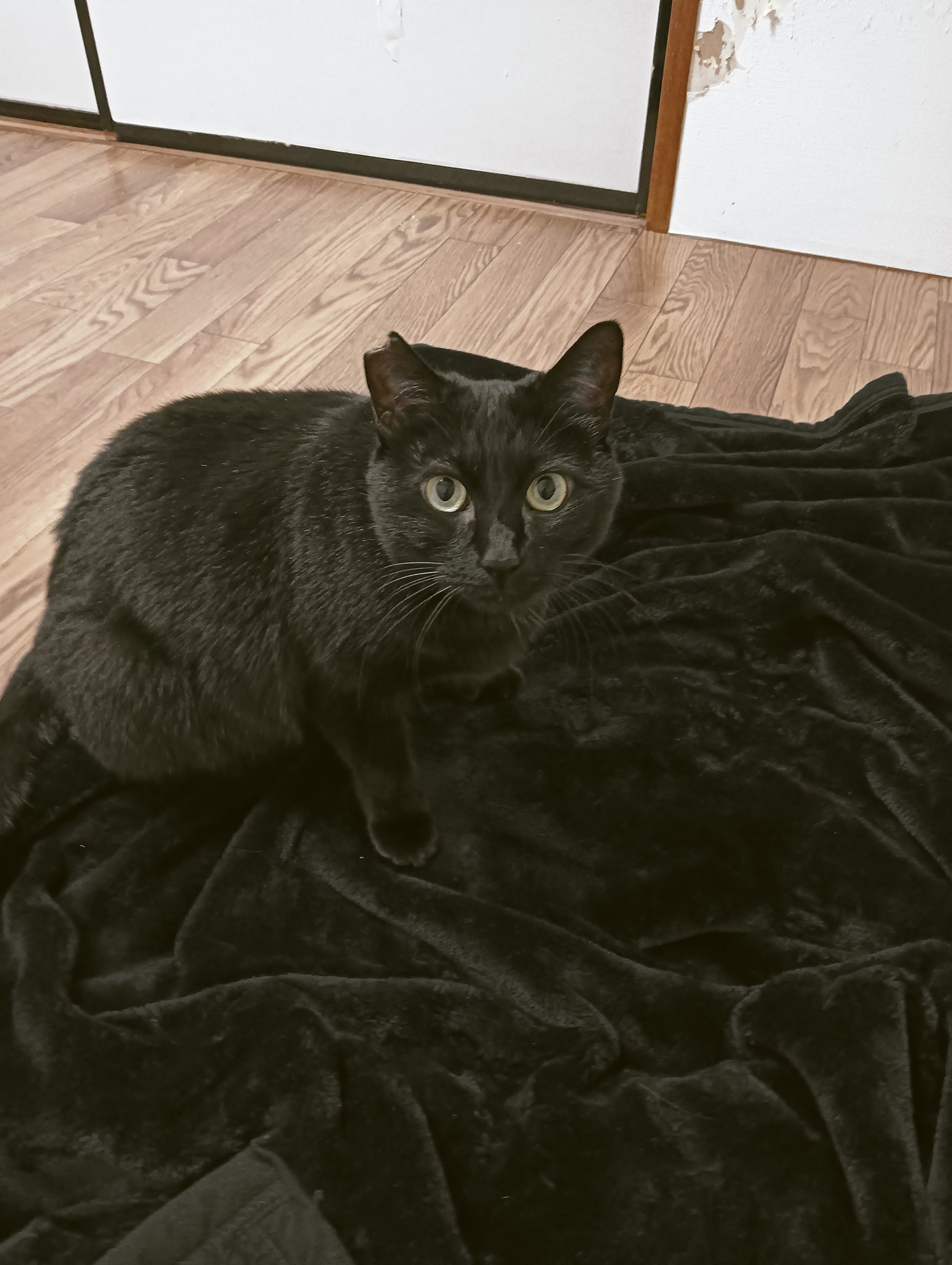 猫先輩二枚ブラックと白 mqdefault.jpg