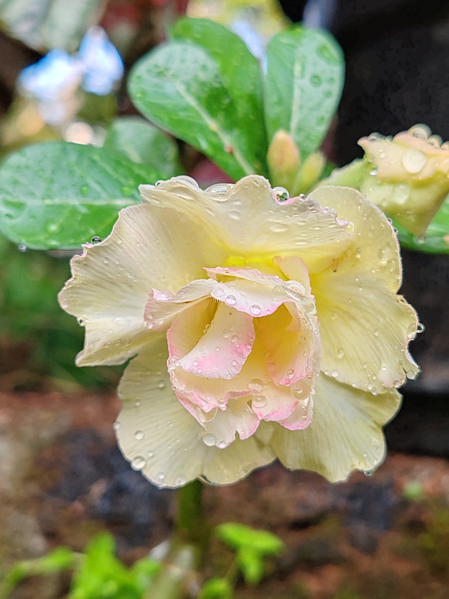First bloom of Adenium after a one-year wait.