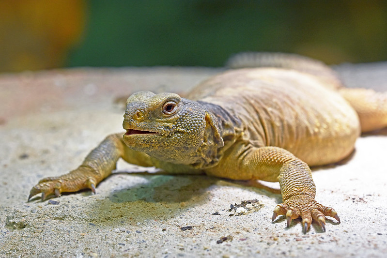 AnimalFFS's tweet photo. Egyptian mastigure
Scientific name: Uromastyx aegyptia
Egyptian mastigure, Egyptian spiny-tailed lizard is a species of lizard in the family Agamidae. The species is endemic to North Africa and the Middle East. Average lengths of 76 cm (30 in) for males.

The subspecific name, leptieni, is in honor of German herpetologist Rolf Leptien. It is locally known as dhab or ḍabb. Its strong skin made good leather for the bedouins, while its meat was often considered as an alternative source of protein.