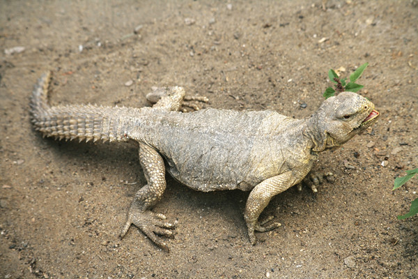 Egyptian mastigure
Scientific name: Uromastyx aegyptia
Egyptian mastigure, Egyptian spiny-tailed lizard is a species of lizard in the family Agamidae. The species is endemic to North Africa and the Middle East. Average lengths of 76 cm (30 in) for males.

The subspecific name,