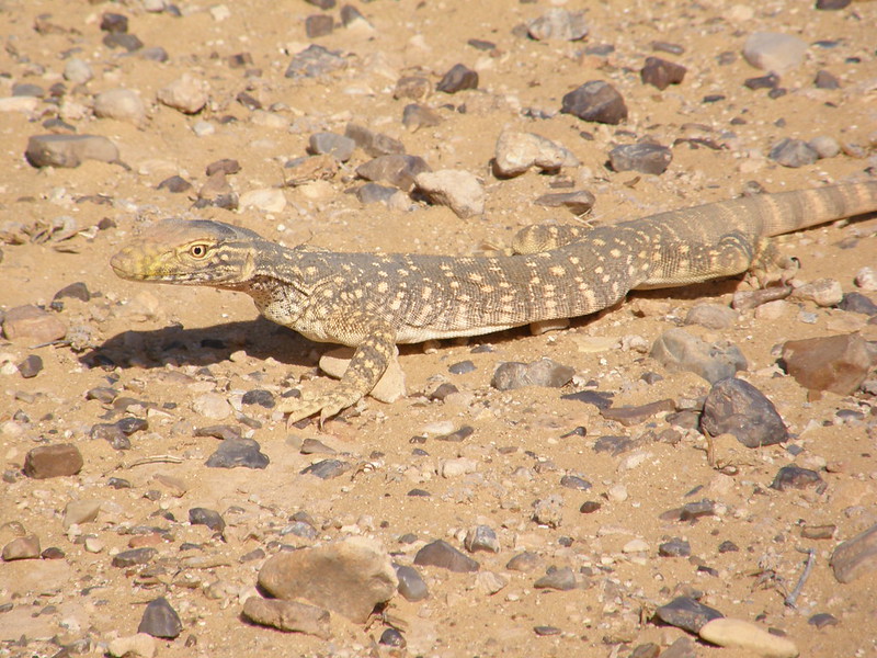 Desert monitor
Scientific name: Varanus griseus
Desert monitor is a species of monitor lizards of the order Squamata found living throughout North Africa and Central and South Asia. The desert monitor is carnivorous, feeding on a wide range of vertebrates and invertebrates.

V.