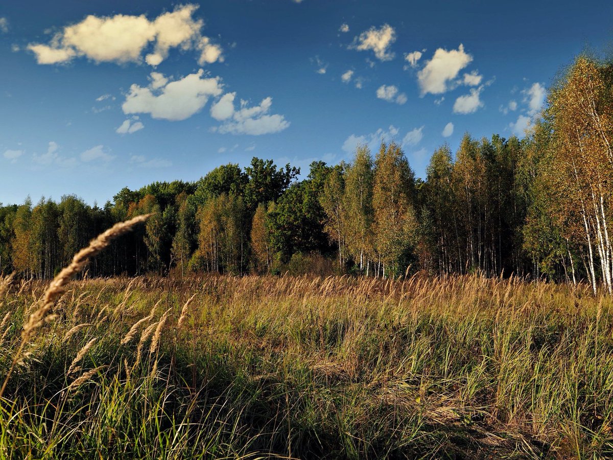PEKHTography's tweet photo. #GoldenAutumn #Field #Nature #CommonReed #Water #Birches #Trees #Leaves #Change #Colors #Beauty #Serenity #Swaying #Movement #Autumn #Golden #Wealth #Landscape #Vibrancy #Transformation #Growth #Season https://t.co/L7gBpRMXxE