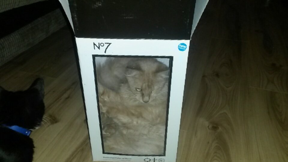catslaveto4's tweet photo. When the cat that is Lily decided the box with the viewing panel was quite acceptable.
#Daftcat https://t.co/dh51oYOiWg