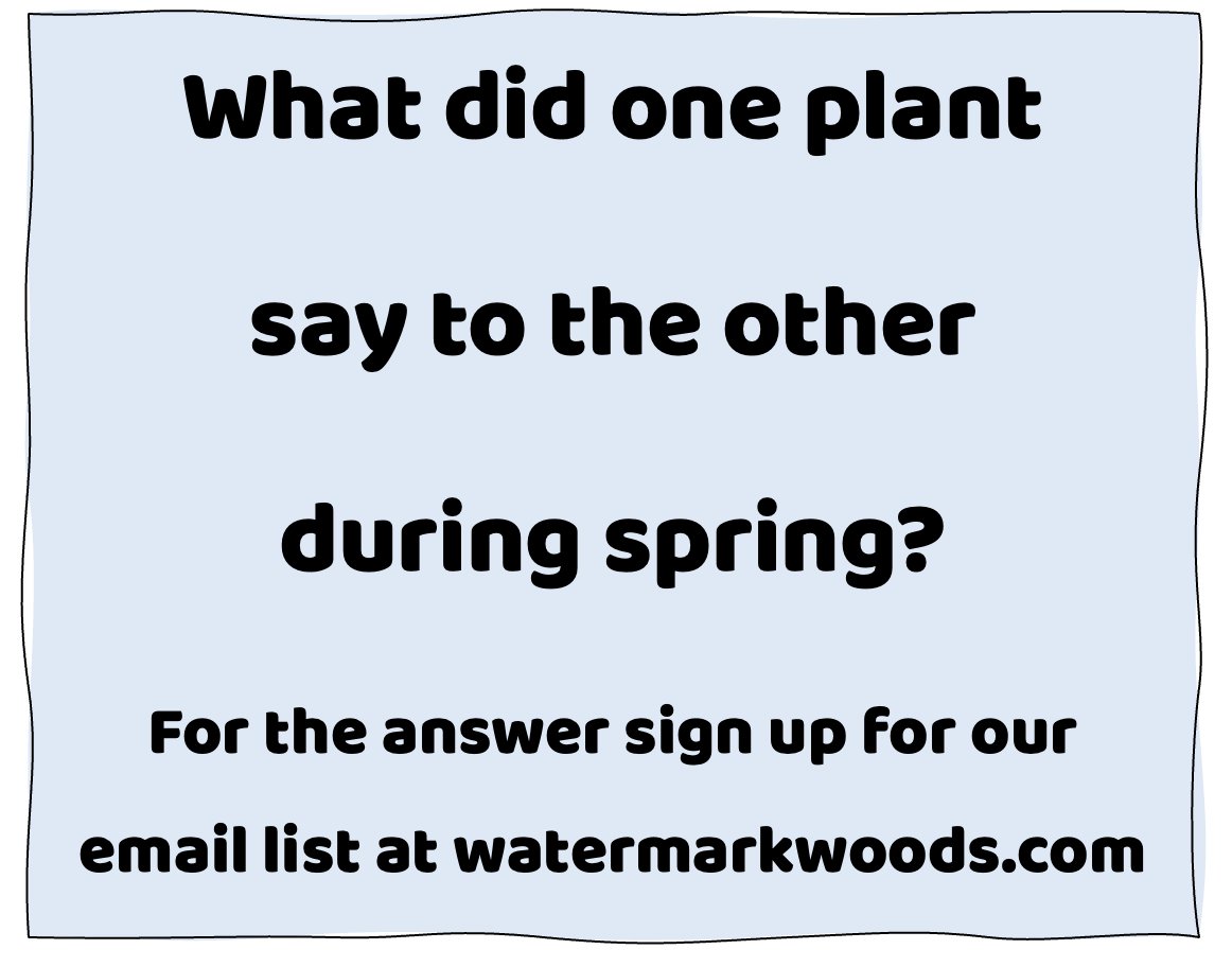 🐻‍❄️ We’re usually still hibernating in March, but we’re just too excited for spring! 🌿 So, we’re opening our doors early from 9 AM–2 PM on the following days:

3/14 &amp; 3/15
3/28 &amp; 3/29

Standard regular hours will begin April 1st.