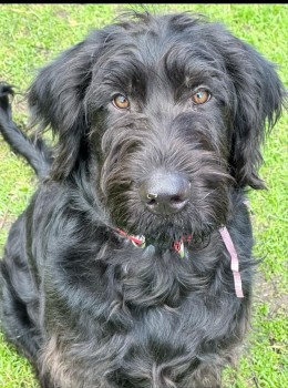 millypod1's tweet photo. 🆘13 FEB 2025 #STOLEN BRUNO #ScanMe
YOUNG BLACK Poodle Cross Male
STOLEN, along with his Mother who has been recovered. PLEASE SHARE.
#Pontefract area #WestYorkshire #Yorkshire #WF7
https://t.co/nP6Rpn4HP0 https://t.co/5pauiF8e6Q