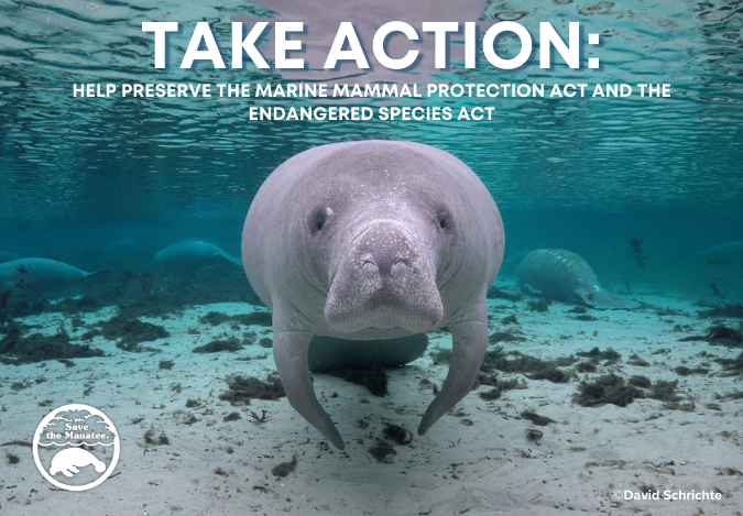 Save the Manatee tweet media