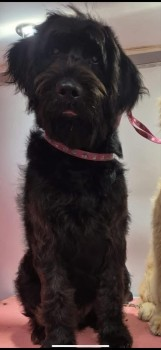 millypod1's tweet photo. 🆘13 FEB 2025 #STOLEN BRUNO #ScanMe
YOUNG BLACK Poodle Cross Male
STOLEN, along with his Mother who has been recovered. PLEASE SHARE.
#Pontefract area #WestYorkshire #Yorkshire #WF7
https://t.co/nP6Rpn4HP0 https://t.co/5pauiF8e6Q