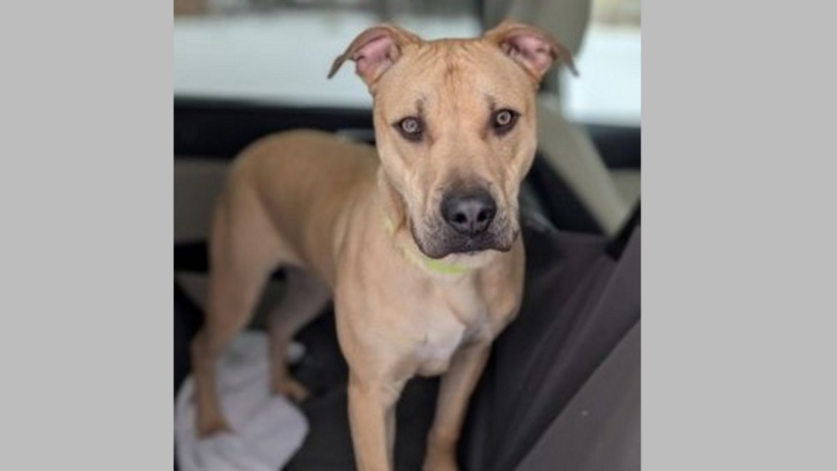 Pet of the Week: Meet Bellamy
kingsvilletimes.ca/2025/02/pet-of…
<a href="/windsorhumane/">Windsor Humane</a>